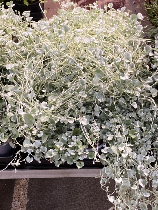 <h4>Dichondra arg. Silver Falls</h4>