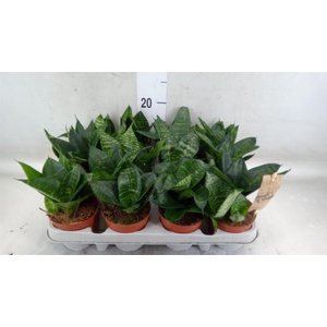 Sansevieria trifa. 'Hahnii'