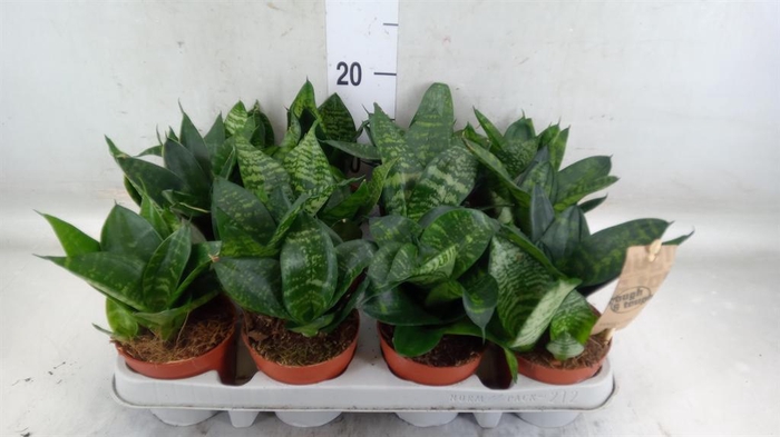 <h4>Sansevieria trifa. 'Hahnii'</h4>