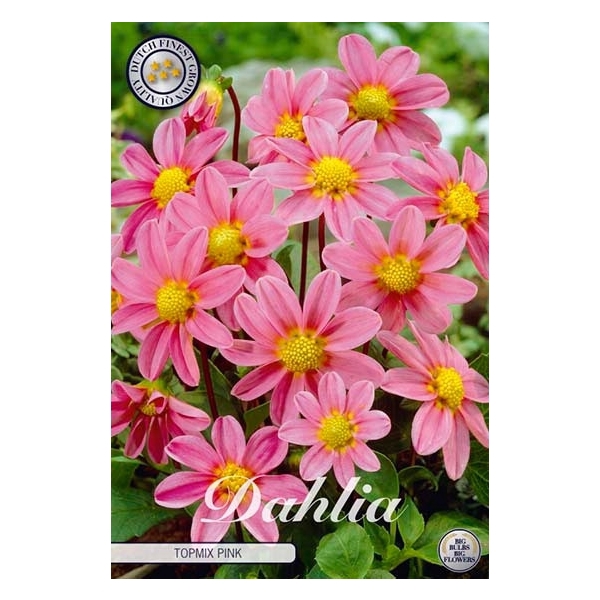 <h4>Dahlia Top mix Roze</h4>