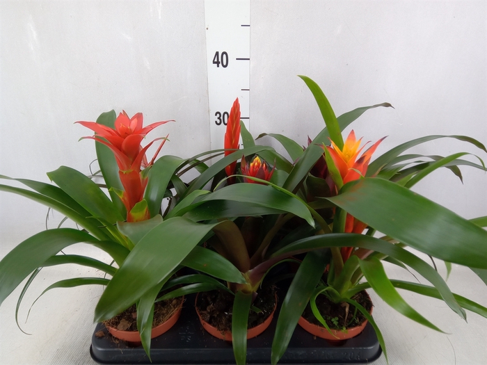 <h4>Bromelia   ...mix</h4>