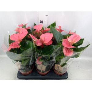 Anthurium andr. 'Sweet Dream'