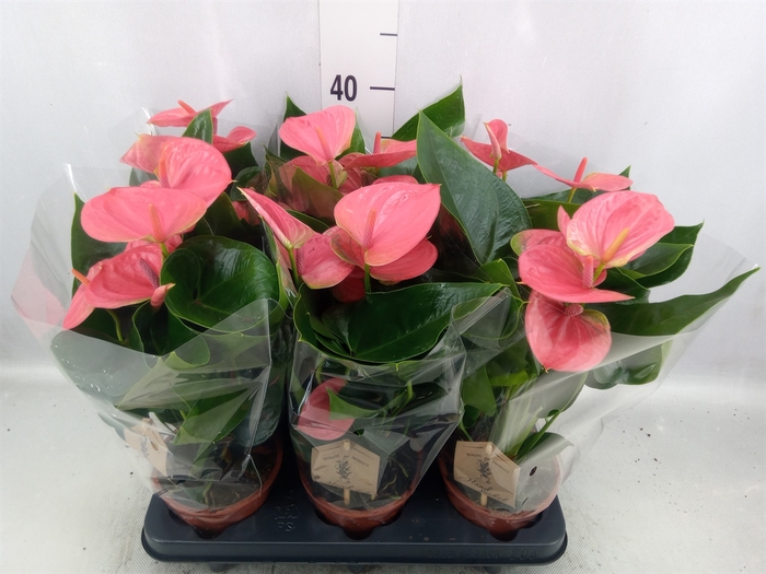 <h4>Anthurium andr. 'Sweet Dream'</h4>