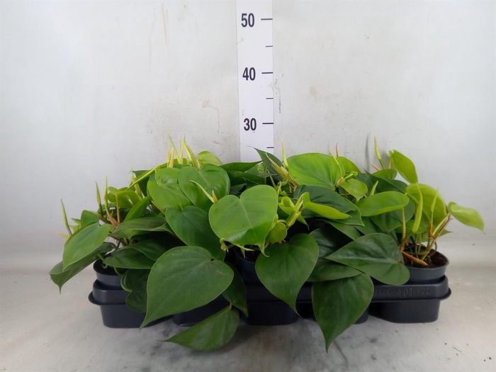 <h4>Philodendron scand.</h4>