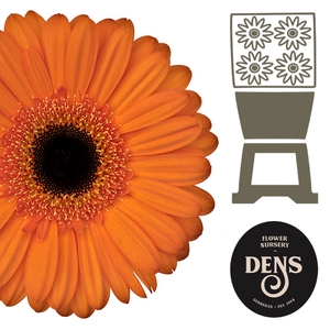 Gerbera Applause Diamond