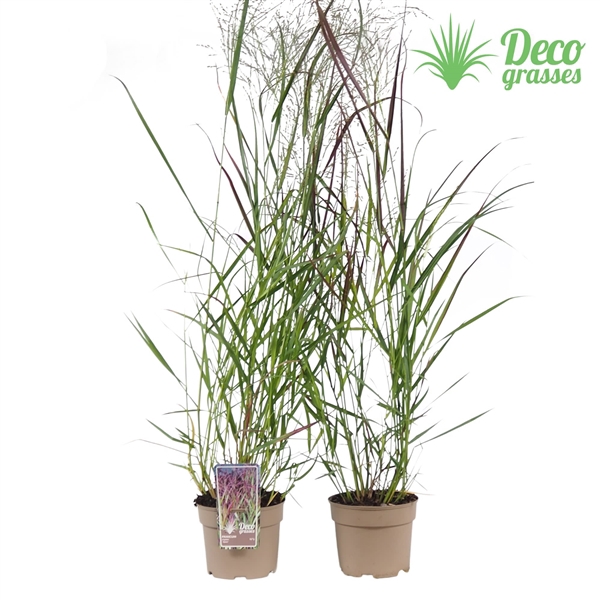 <h4>Panicum virgatum 'Squaw'</h4>