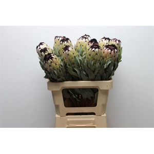 PROTEA BARB NIOBE