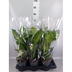 Dieffenbachia seg. 'Reeva'