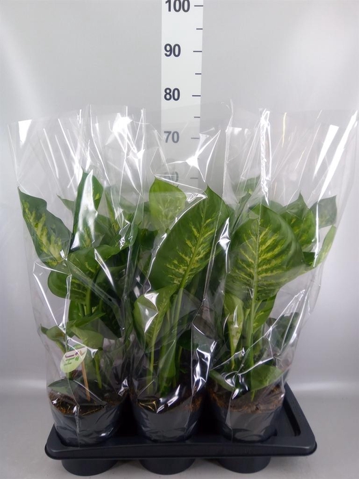 <h4>Dieffenbachia seg. 'Reeva'</h4>