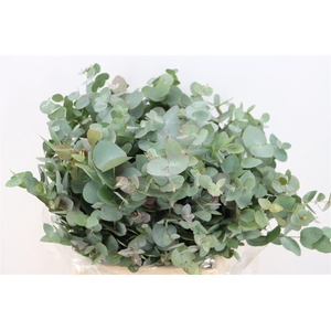 Euca Cinerea Short 150gr P Bunch