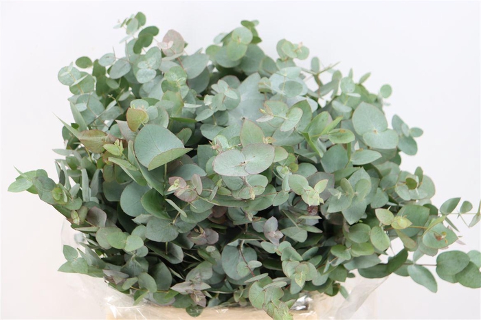 <h4>Euca Cinerea Short 150gr P Bunch</h4>