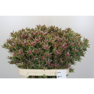 Leucadendron Ayoba Star Pearl