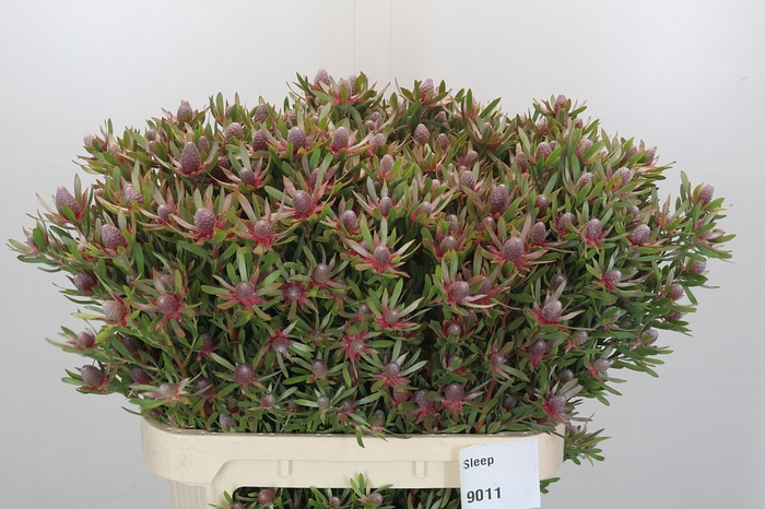 <h4>Leucadendron Ayoba Star Pearl</h4>