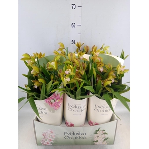Cymbidium   ...