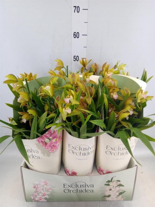 <h4>Cymbidium   ...</h4>