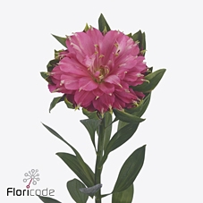 <h4>Alstroemeria si sofiena</h4>