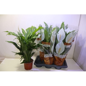 arr8 Spath Sweet Chico