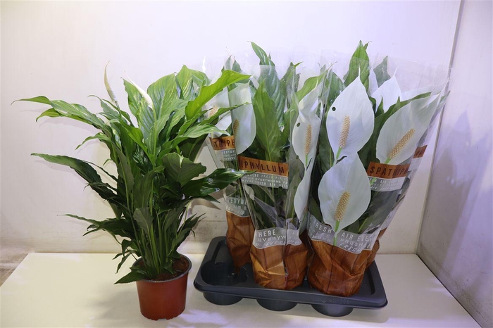 <h4>arr8 Spath Sweet Chico</h4>