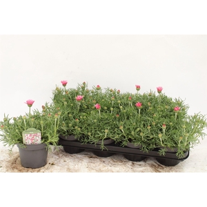 Rhodanthemum hosm. 'Zagora Pink'