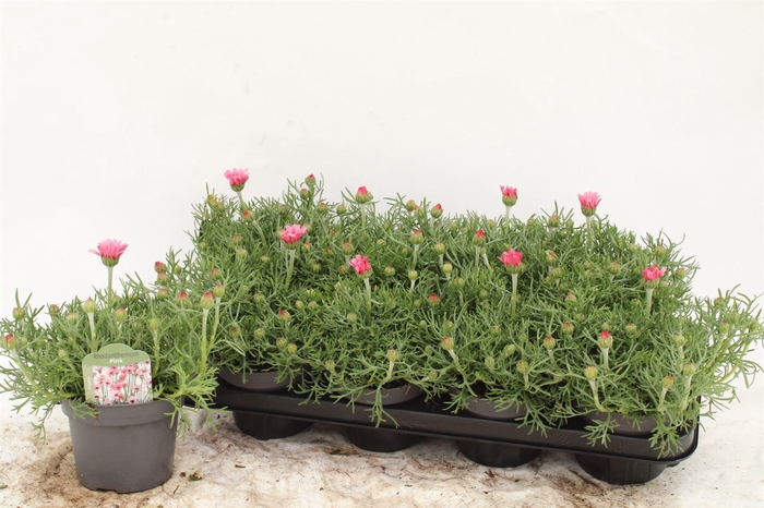 <h4>Rhodanthemum hosm. 'Zagora Pink'</h4>