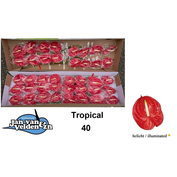 <h4>Tropical 40</h4>