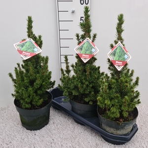 PICEA GL CONICA