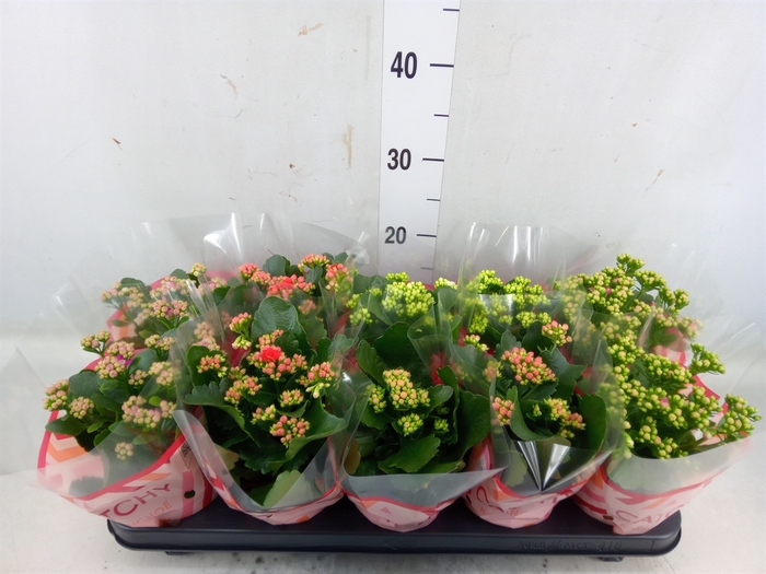 <h4>Kalanchoe blos.   ..rosebud mix  5</h4>