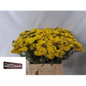 Achillea Moonshine Meer en Drecht