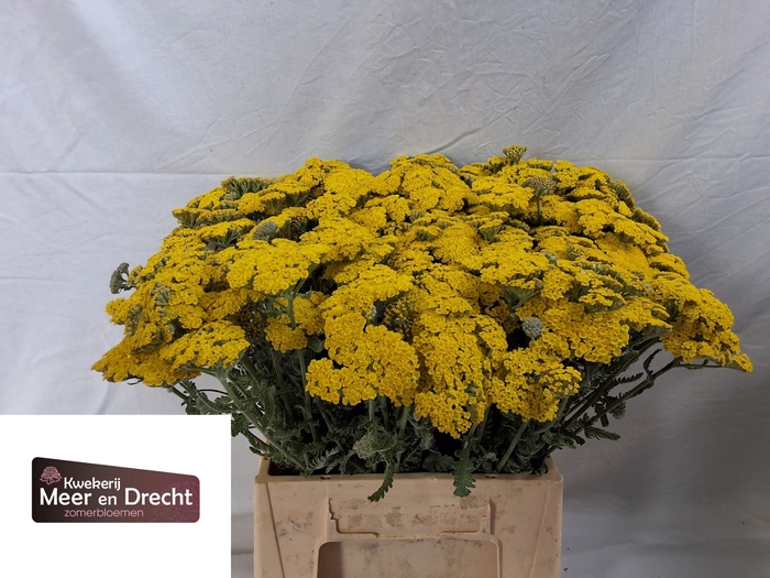 <h4>Achillea Moonshine Meer en Drecht</h4>
