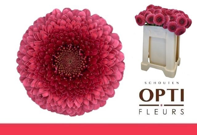 <h4>GE MB POM GONZO</h4>