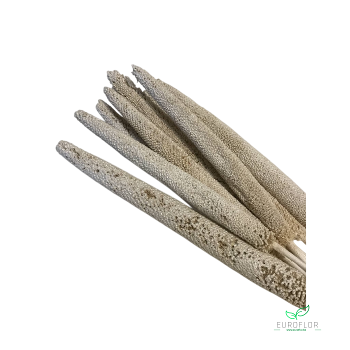 DRIED FLOWERS - BABALA WHITE PEARL 10PCS  70-75 CM