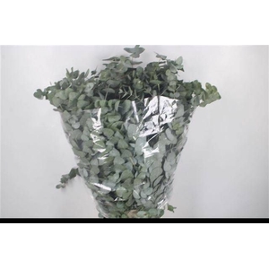 EUC CINEREA PER BOS