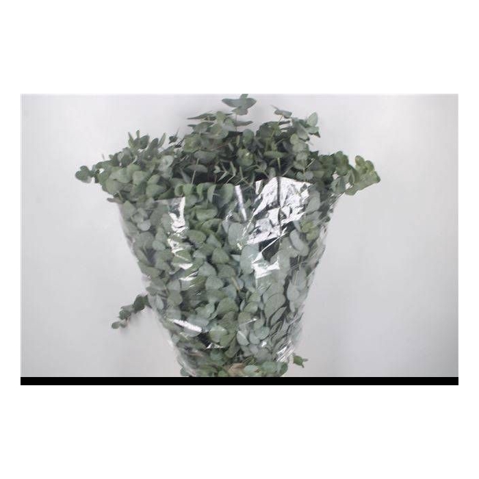 <h4>EUC CINEREA PER BOS</h4>