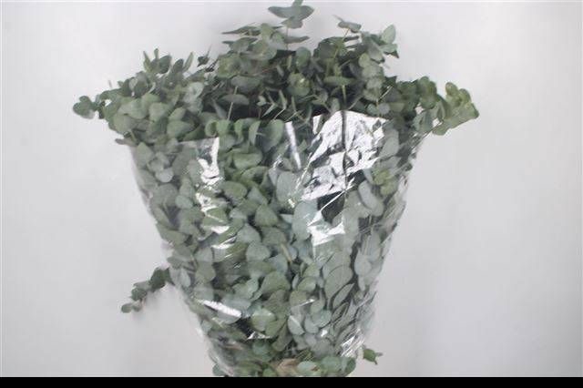 EUC CINEREA PER BOS