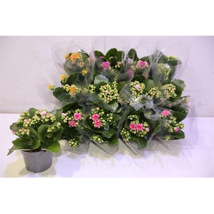 arr8 Kal Ge Gem 5 Kl