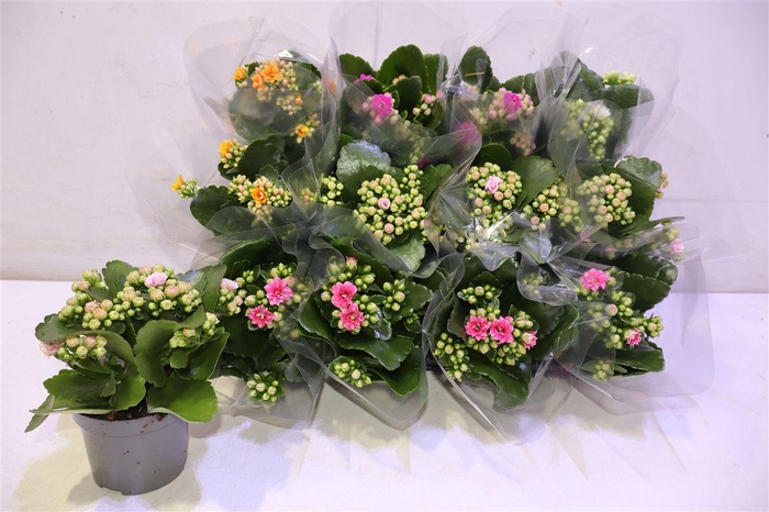 <h4>arr8 Kal Ge Gem 5 Kl</h4>