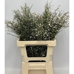 GEN SONS WEISS BUND 150gr