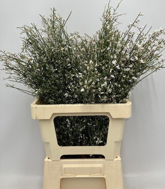 GEN SONS WEISS BUND 150gr