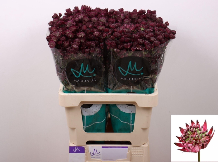 <h4>ASTRANTIA STAR OF LOVE ASTR STAR OF</h4>