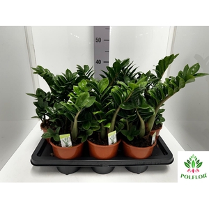 Zamioculcas zamiifolia Zenzi 14Ø 35cm 5st
