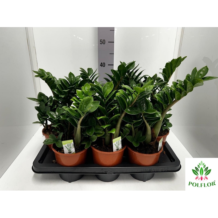 <h4>Zamioculcas zamiifolia Zenzi 14Ø 35cm 5st</h4>