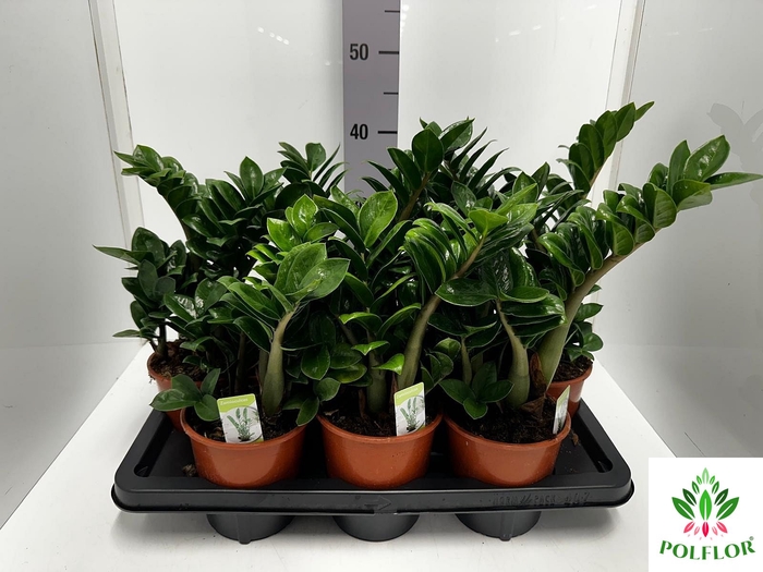 Zamioculcas zamiifolia Zenzi 14Ø 35cm 5st