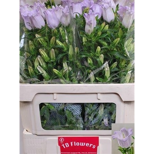 Camp M Champion Lavendel