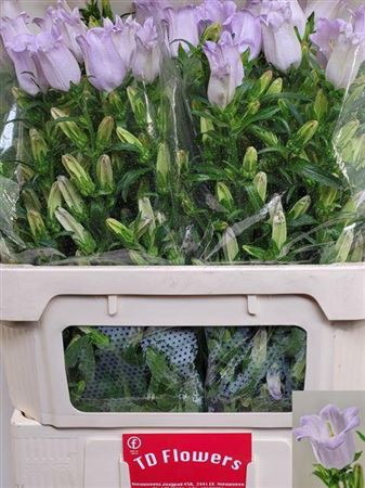 <h4>Camp M Champion Lavendel</h4>