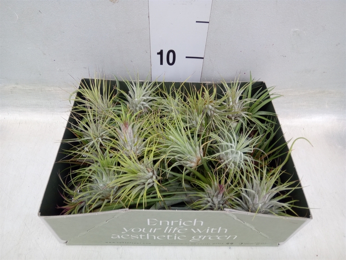 <h4>Tillandsia</h4>