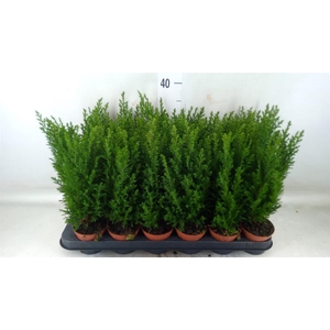 Chamaecyparis laws. 'Ellwoodii'