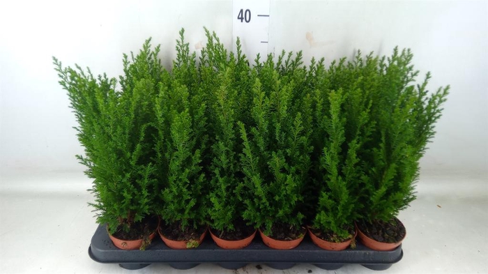 <h4>Chamaecyparis laws. 'Ellwoodii'</h4>