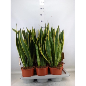 Sansevieria trifa. 'Laurentii'