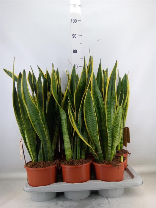 <h4>Sansevieria trifa. 'Laurentii'</h4>