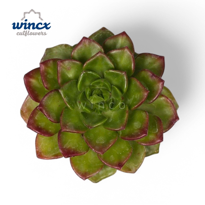 <h4>Echeveria Affinus (red) Cutflower</h4>